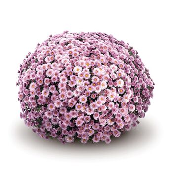 Staviski Pink