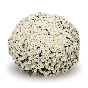 Staviski White