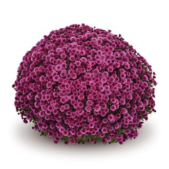 Staviski Dark Pink