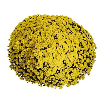 Staviski Yellow