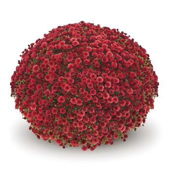 Staviski Red