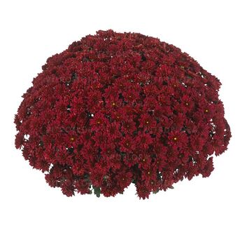 Cheer Red