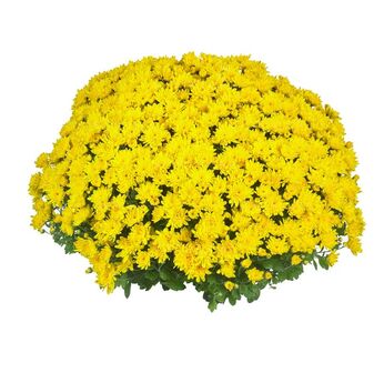 Giggle Yellow