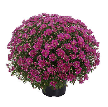 Superba Pink