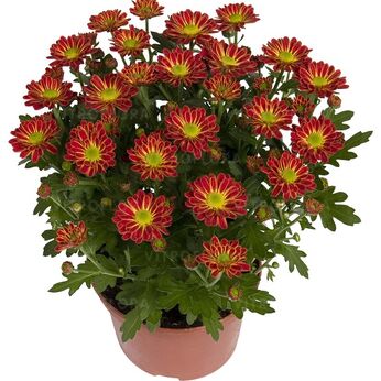 Swifty Orange Bicolor