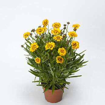 Andiamo Yellow with Red