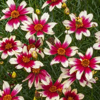 Sunstar™ Rose