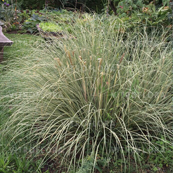 Cortaderia selloana