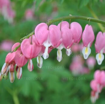 Dicentra spectabilis