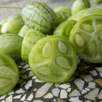 Mouse Melon