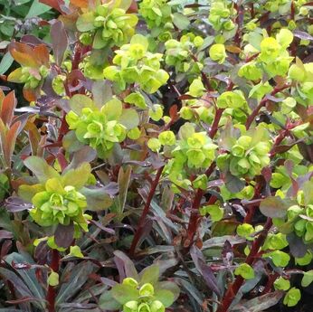 Walberton's Ruby Glow