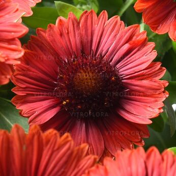 SpinTop™ Red