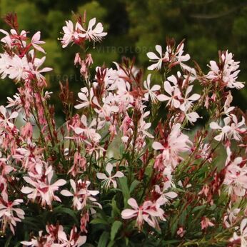 Graceful Light Pink