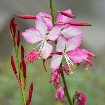 Rosy Jane