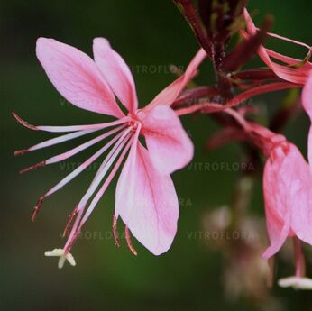 Siskiyou Pink