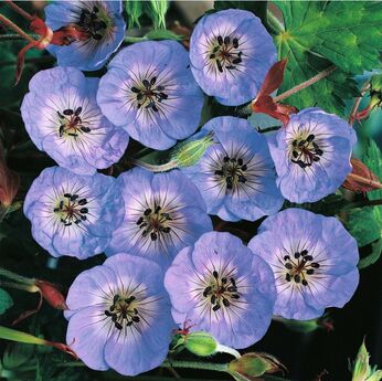 Buxton Blue