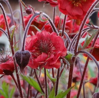 Flames of Passion