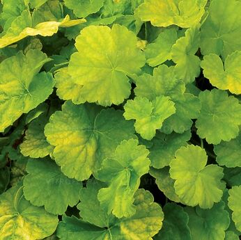 Northern Exposure™ Lime