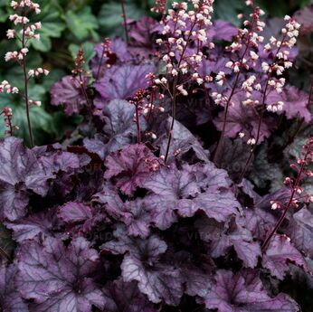 Rex Purple