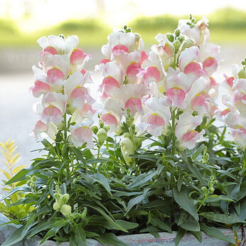 Candy Tops Pink Bicolor