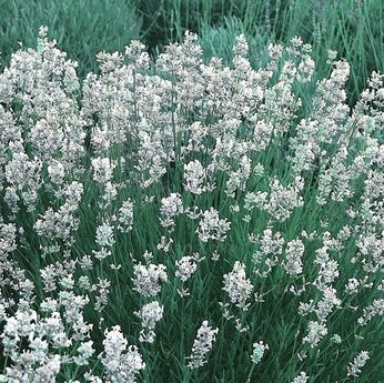 Edelweiss
