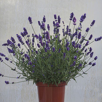Ellegance Purple