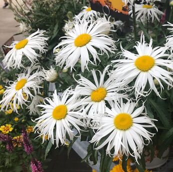 Sweet Daisy™ Cher