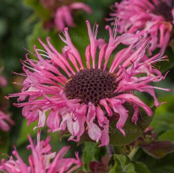Bee-Lieve