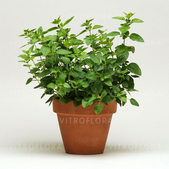 Origanum vulgare