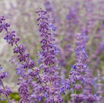 Russian Sage