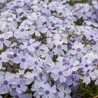 Spring® Blue