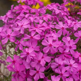 Spring® Dark Pink