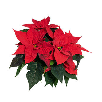 Christmas Flair