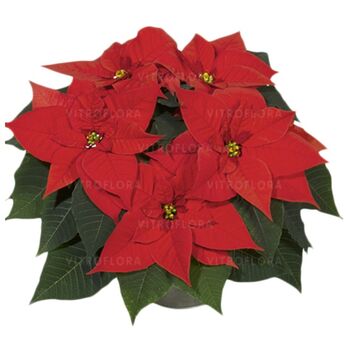 Christmas Glory Red