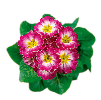Hethor Rose Flame - mid