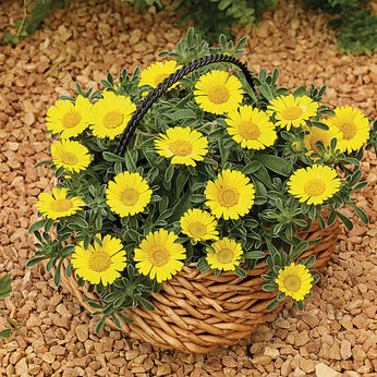 Aurelia Gold