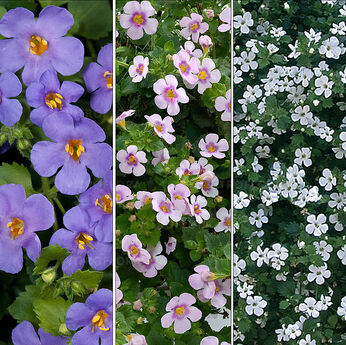 FloraSet Bacopa 2025