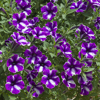 Bubbles Lavender Twist