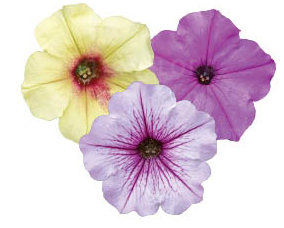 FloraSet ColourCloud 1