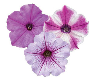 FloraSet ColourCloud 2