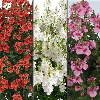 FloraSet Diascia