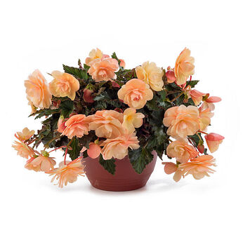 Fragrant Falls® Peach