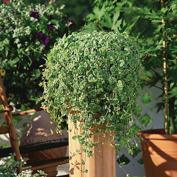 Variegata
