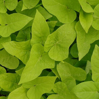 Yellow Round Leave