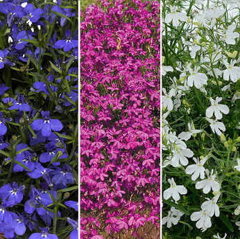 FloraSet Lobelia