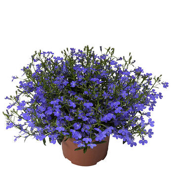 Techno Laguna Trailing Dark Blue