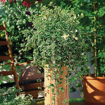 Plectranthus