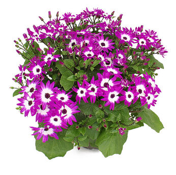 POP! Flashy Fuchsia