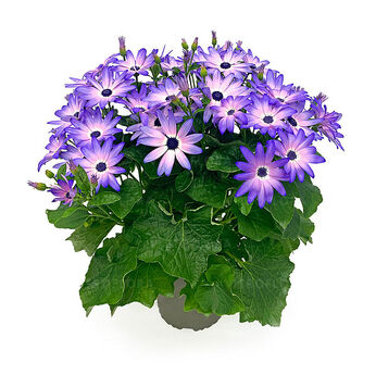 POP! Crushed Lilac