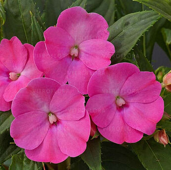 SunPatiens® Compact Lilac Imp.